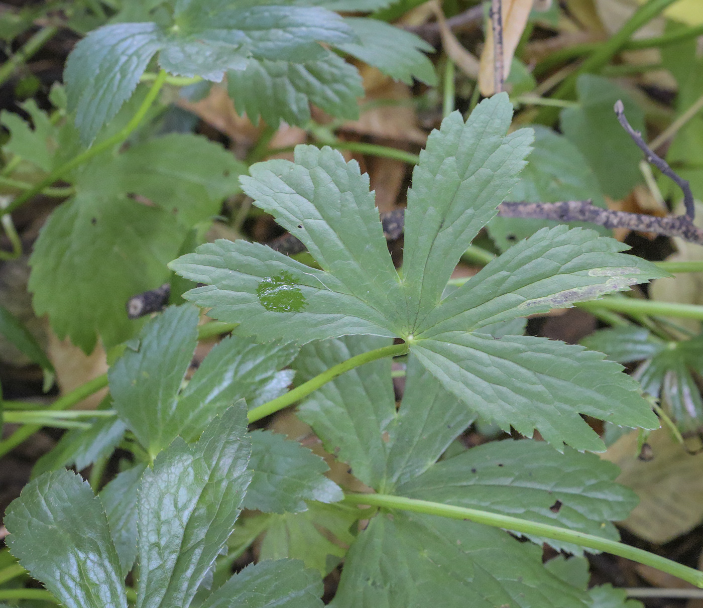 Изображение особи Astrantia major.