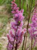 Astilbe chinensis