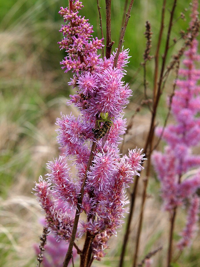 Image of Astilbe chinensis specimen.