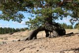 Pinus sylvestris. Нижняя часть взрослого растения с частично обнажённой корневой системой; вокруг - осыпавшиеся шишки. Карелия, Олонецкий нац. р-н, окр. дер. Тулокса, побережье Ладожского оз. близ устья р. Тулокса, дюна. 14.09.2020.