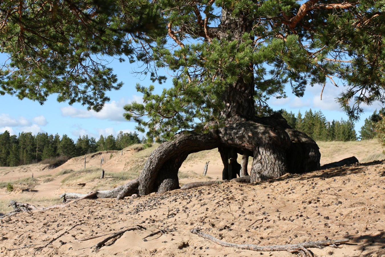 Изображение особи Pinus sylvestris.