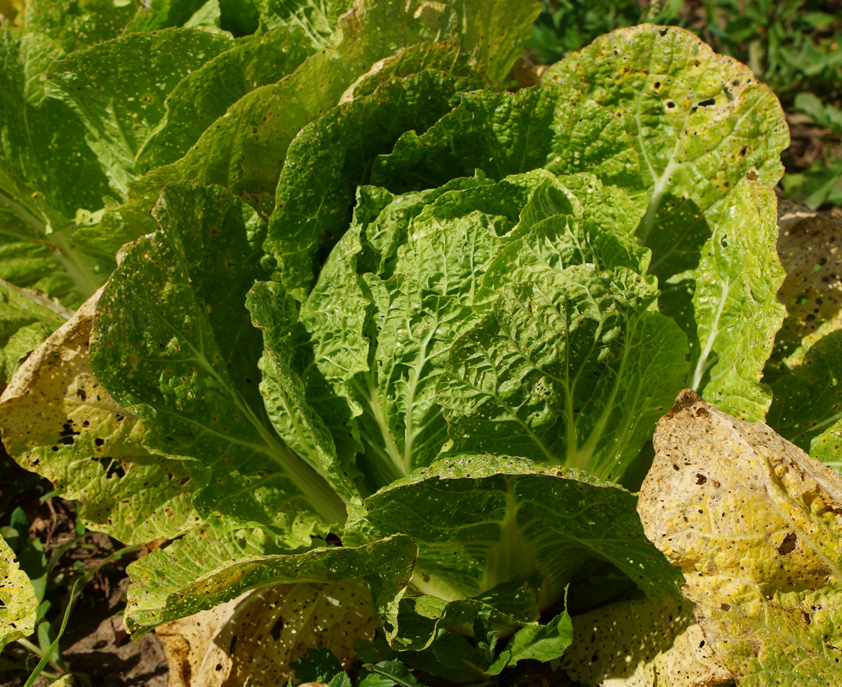 Изображение особи Brassica rapa ssp. pekinensis.