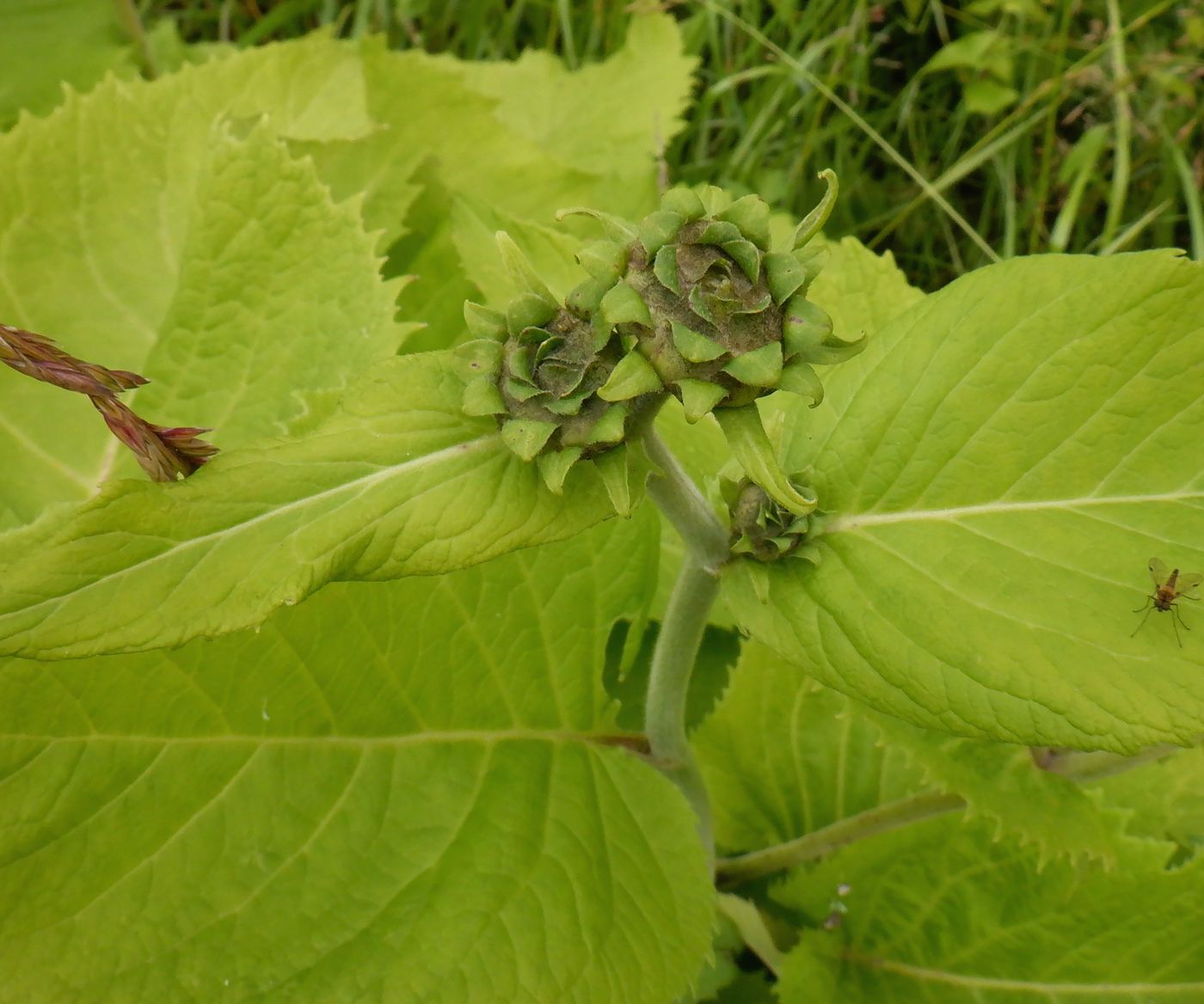 Image of Telekia speciosa specimen.