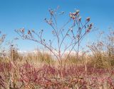 Limonium scoparium