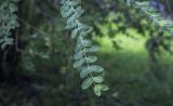 род Salix