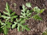Citrullus lanatus. Верхушка побега. Тверская обл., Весьегонск, в культуре. 14 июня 2020 г.