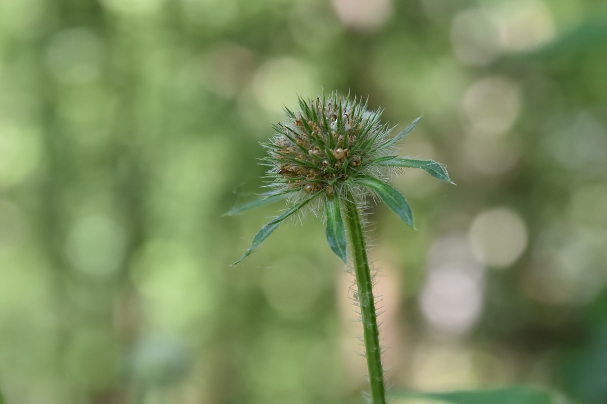 Изображение особи Dipsacus pilosus.