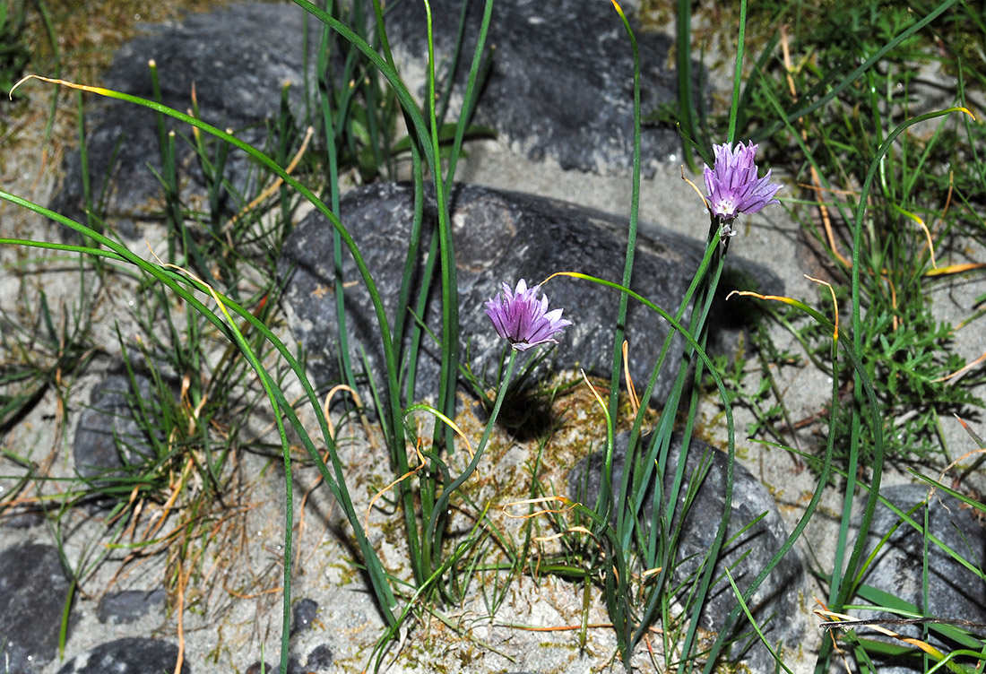 Изображение особи Allium schoenoprasum.