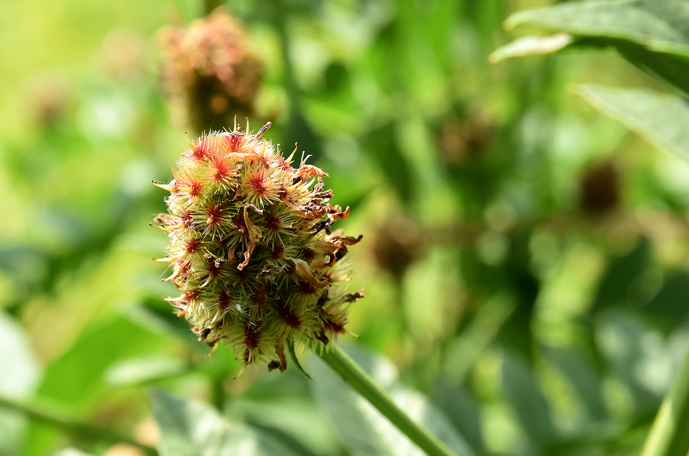 Изображение особи Glycyrrhiza echinata.