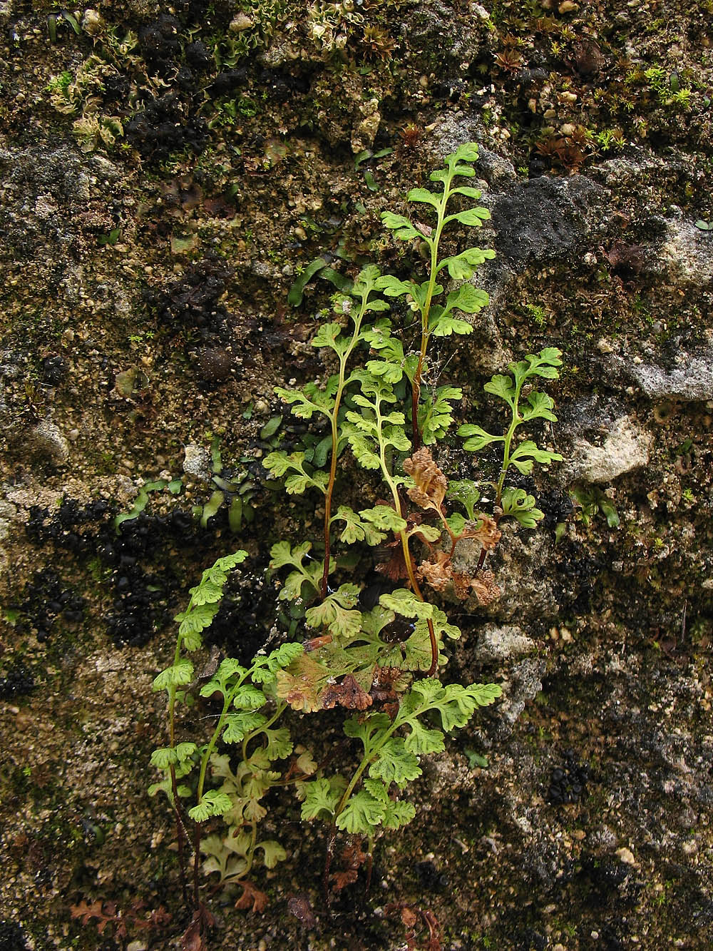 Изображение особи Anogramma leptophylla.