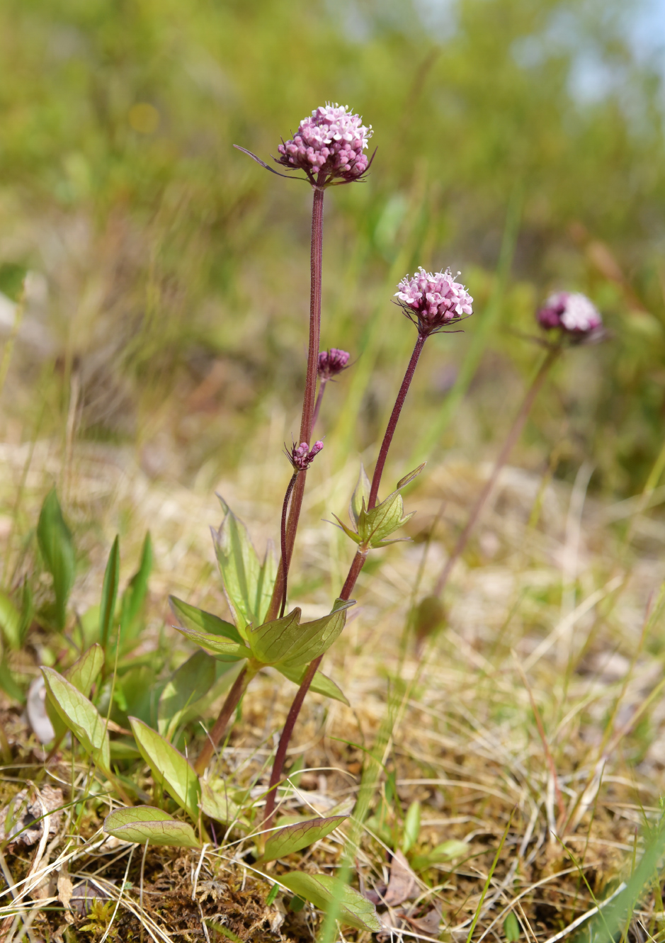 Image of Valeriana capitata specimen.