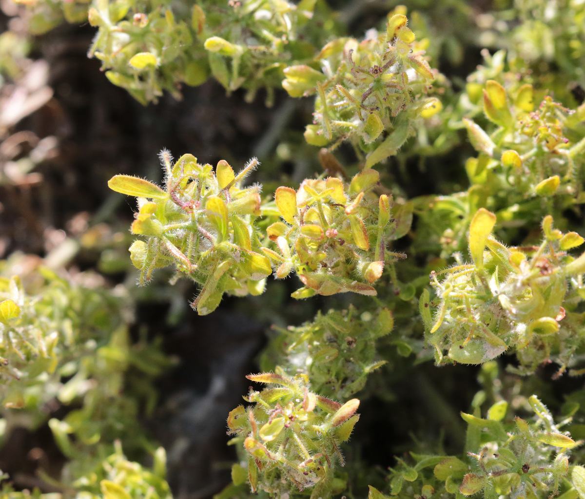 Image of genus Cruciata specimen.