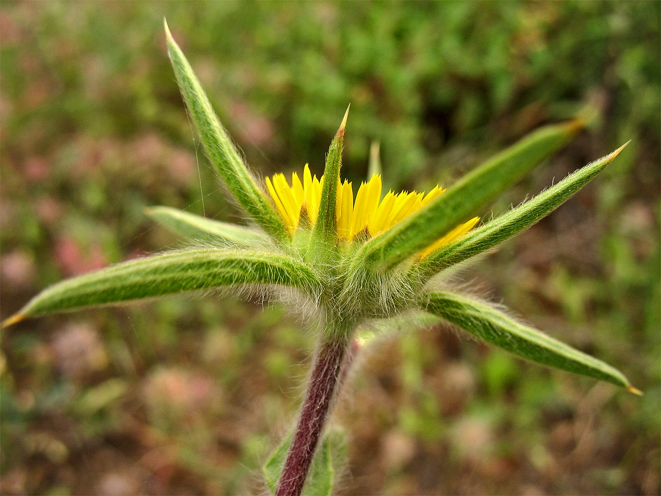 Изображение особи Pallenis spinosa.