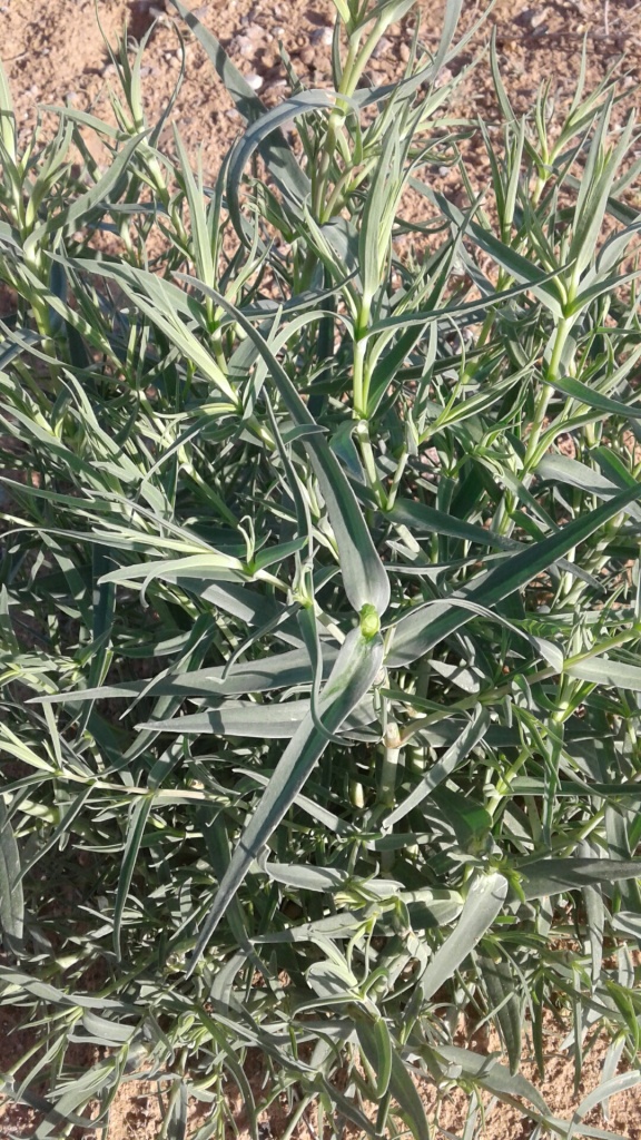 Image of genus Gypsophila specimen.