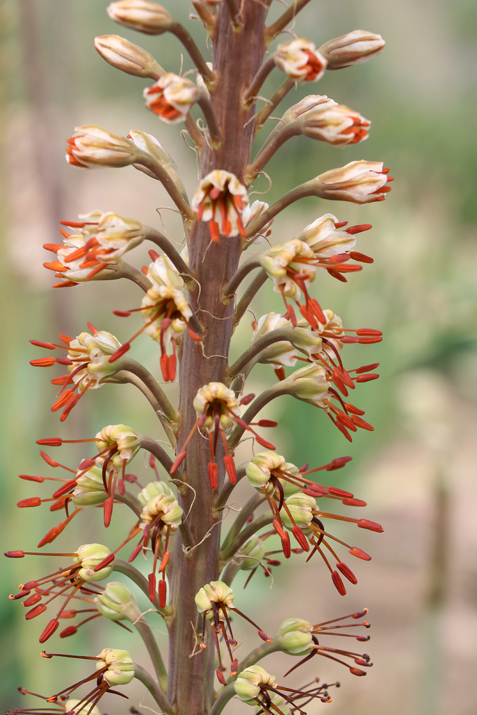 Изображение особи Eremurus &times; ludmillae.