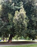 Quercus ilex. Взрослое дерево. Италия, Ломбардия, г. Милан, озеленение. Июль.