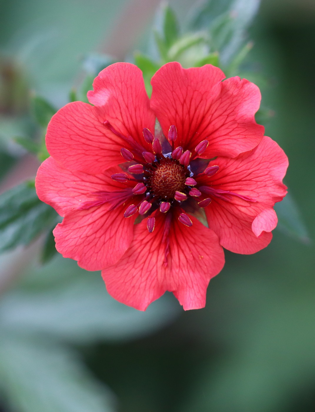 Image of Potentilla nepalensis specimen.