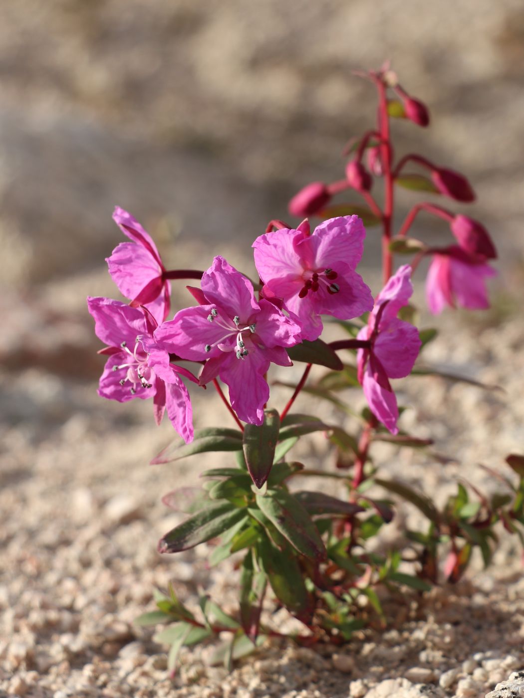 Image of Chamaenerion latifolium specimen.