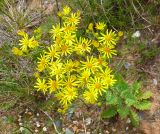 Senecio jacobaea