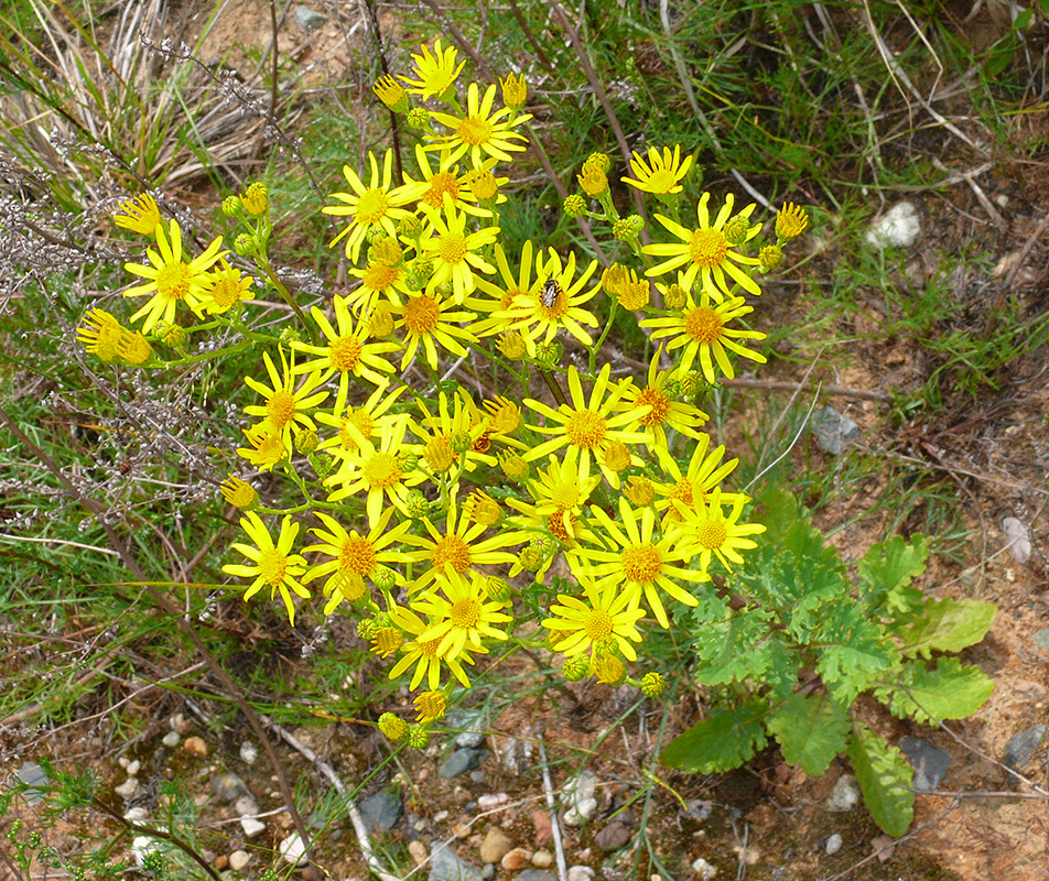 Изображение особи Senecio jacobaea.