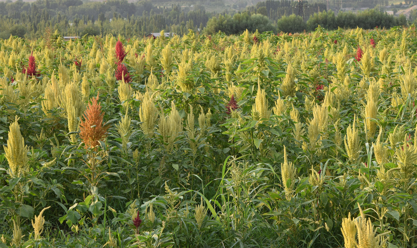 Изображение особи Amaranthus hybridus.