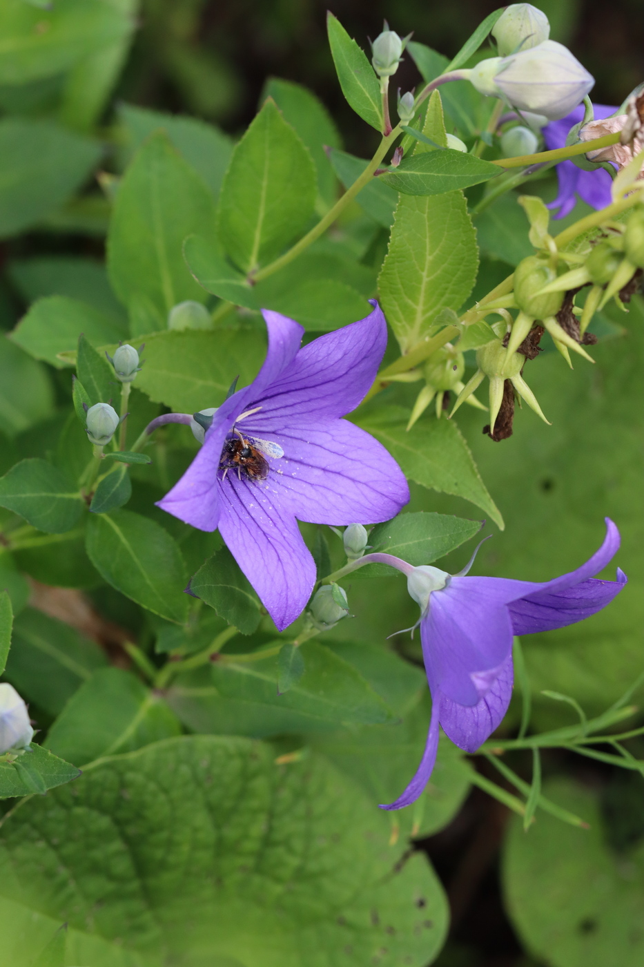 Image of Platycodon grandiflorus specimen.