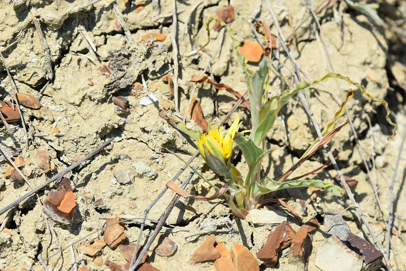 Изображение особи род Tragopogon.