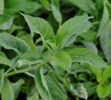 Gynura procumbens
