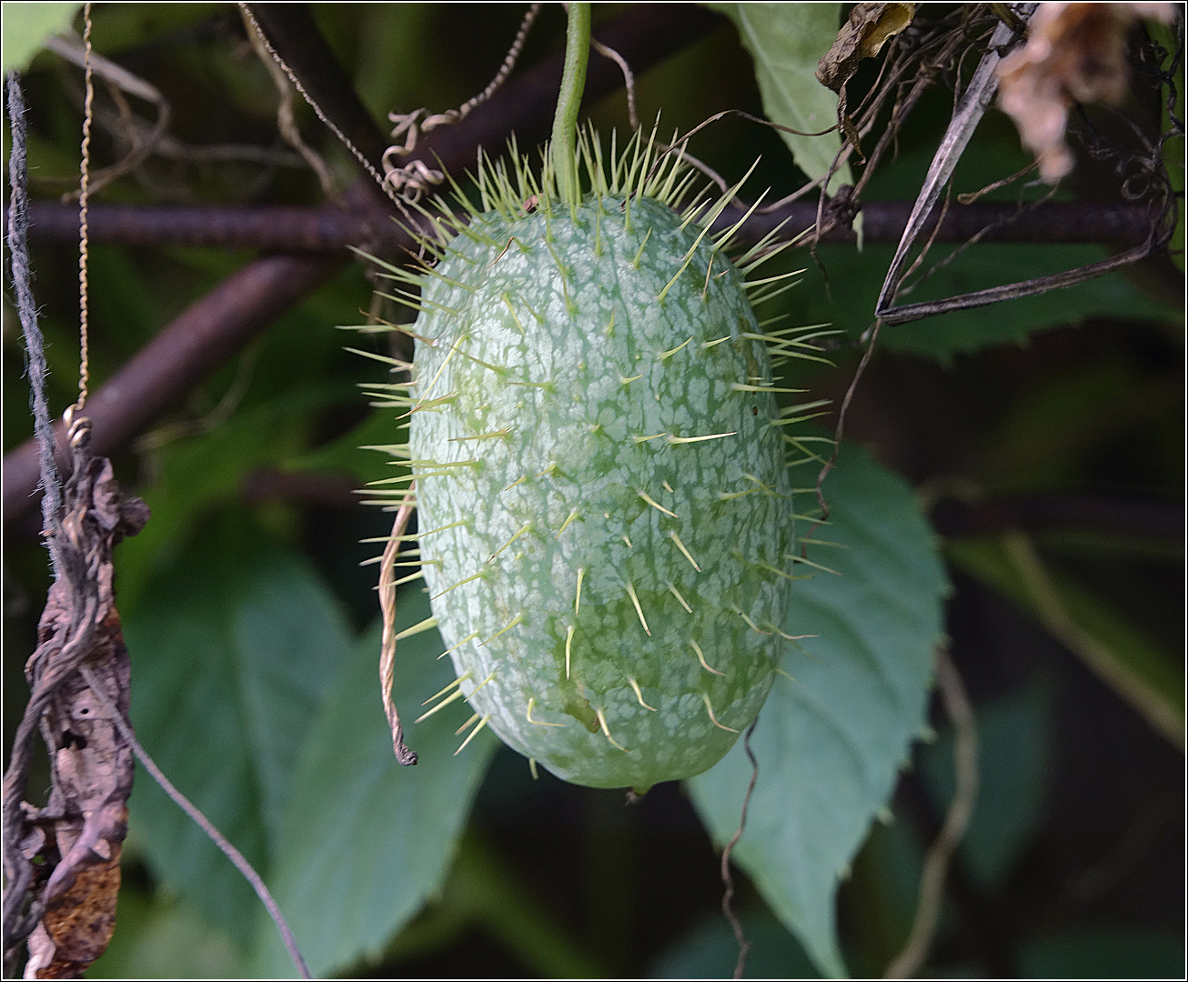 Изображение особи Echinocystis lobata.