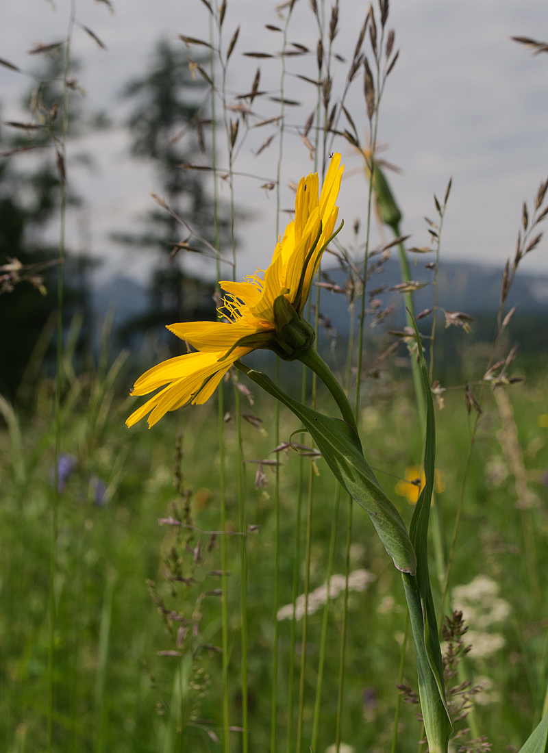 Image of Tragopogon altaicus specimen.