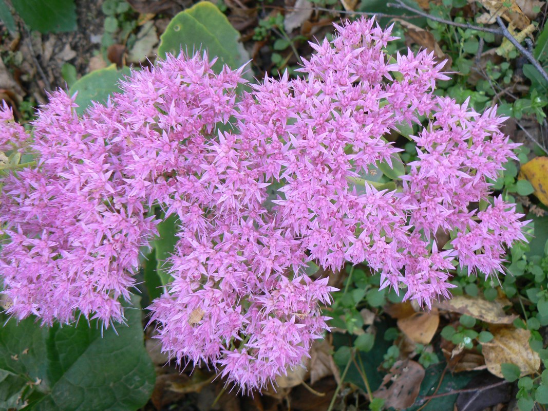 Image of Hylotelephium spectabile specimen.