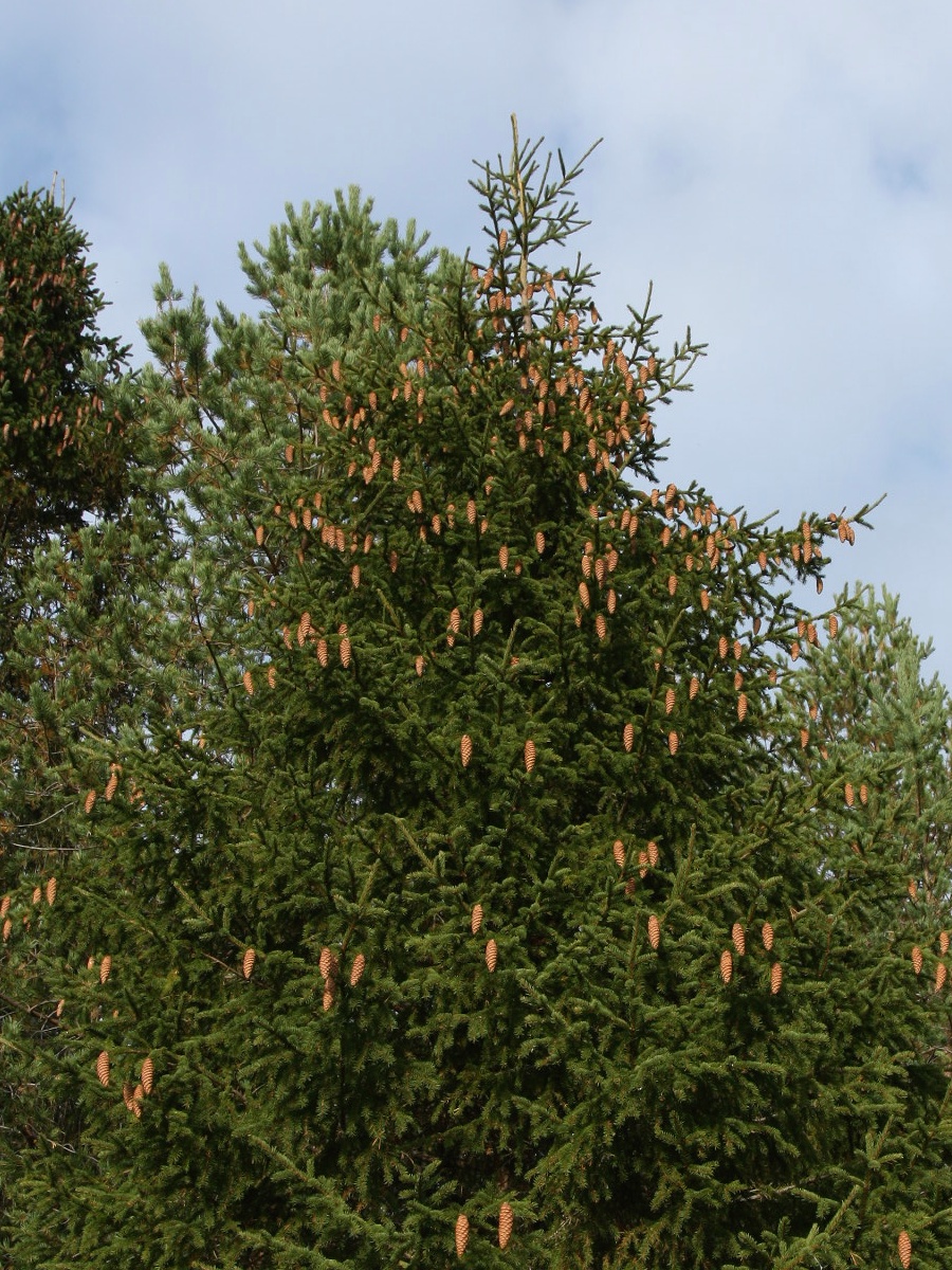 Image of Picea &times; fennica specimen.