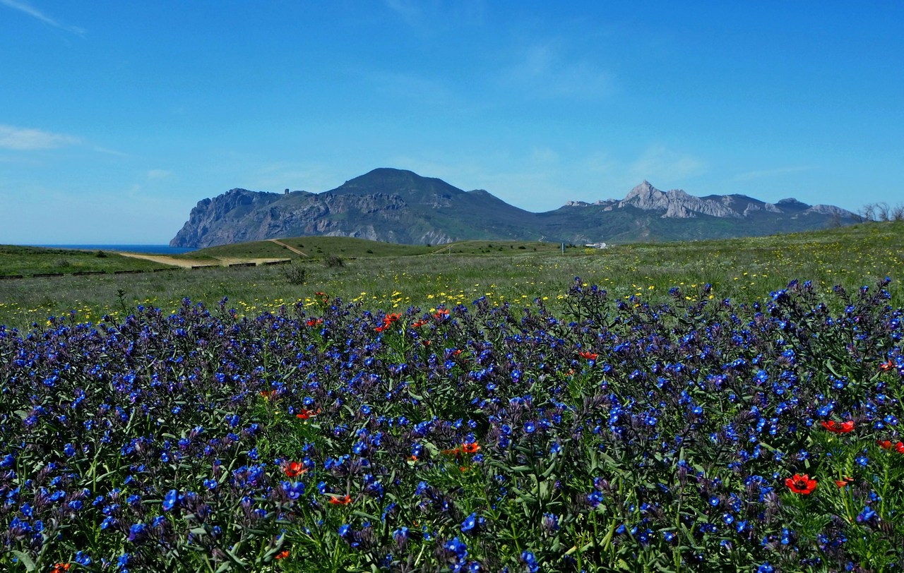 Image of genus Anchusa specimen.