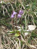 Soldanella alpina. Цветущее растение на субальпийском лугу. Восточные Альпы, окрестности г. Инсбрук, гора Hafelekarspitze, около 1800 м н.у.м. 06.05.2010.