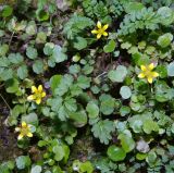 Saxifraga cymbalaria