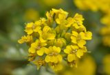 Alyssum trichostachyum