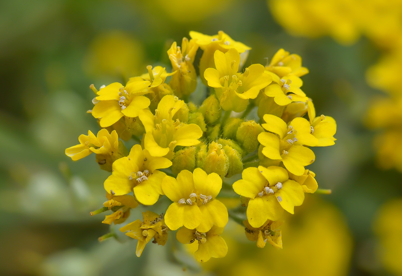 Изображение особи Alyssum trichostachyum.