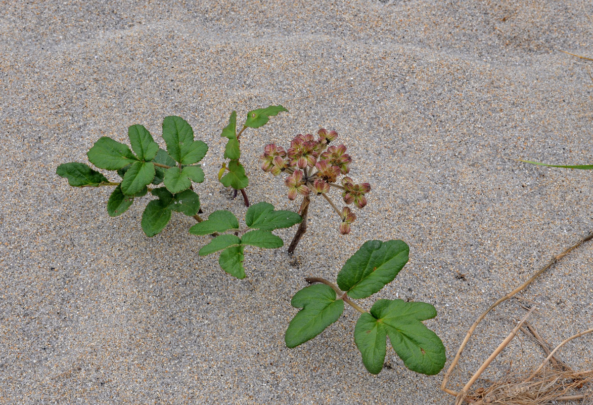 Image of Glehnia litoralis specimen.