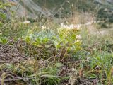 Sedum oppositifolium. Цветущие и вегетирующие растения. Кабардино-Балкария, Черекский р-н, Кабардино-Балкарский высокогорный заповедник, Черек-Безенгийское ущелье, окр. альплагеря \"Безенги\", ≈ 2100 м н.у.м., отложенная боковая морена, субальпийский луг. 16.08.2021.