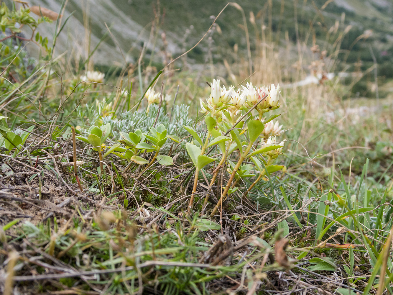 Image of Sedum oppositifolium specimen.