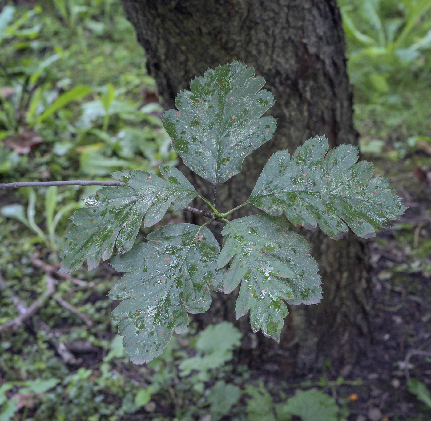 Image of Sorbus intermedia specimen.