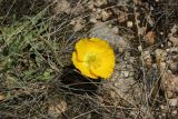 genus Papaver. Цветок. Республика Алтай, Кош-Агачский р-н, верховья р. Калгуты. 3 августа 2020 г.