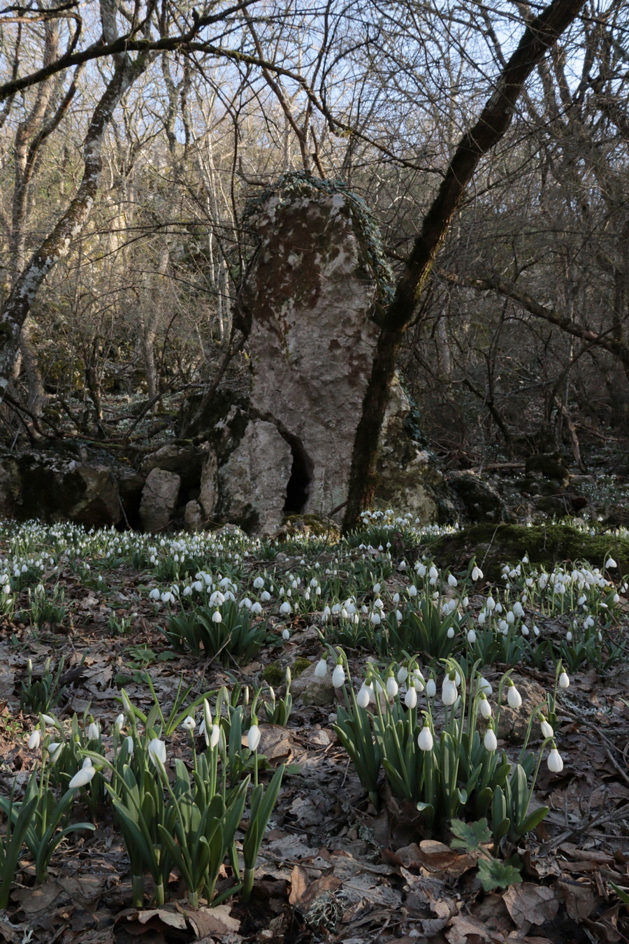 Изображение особи Galanthus plicatus.