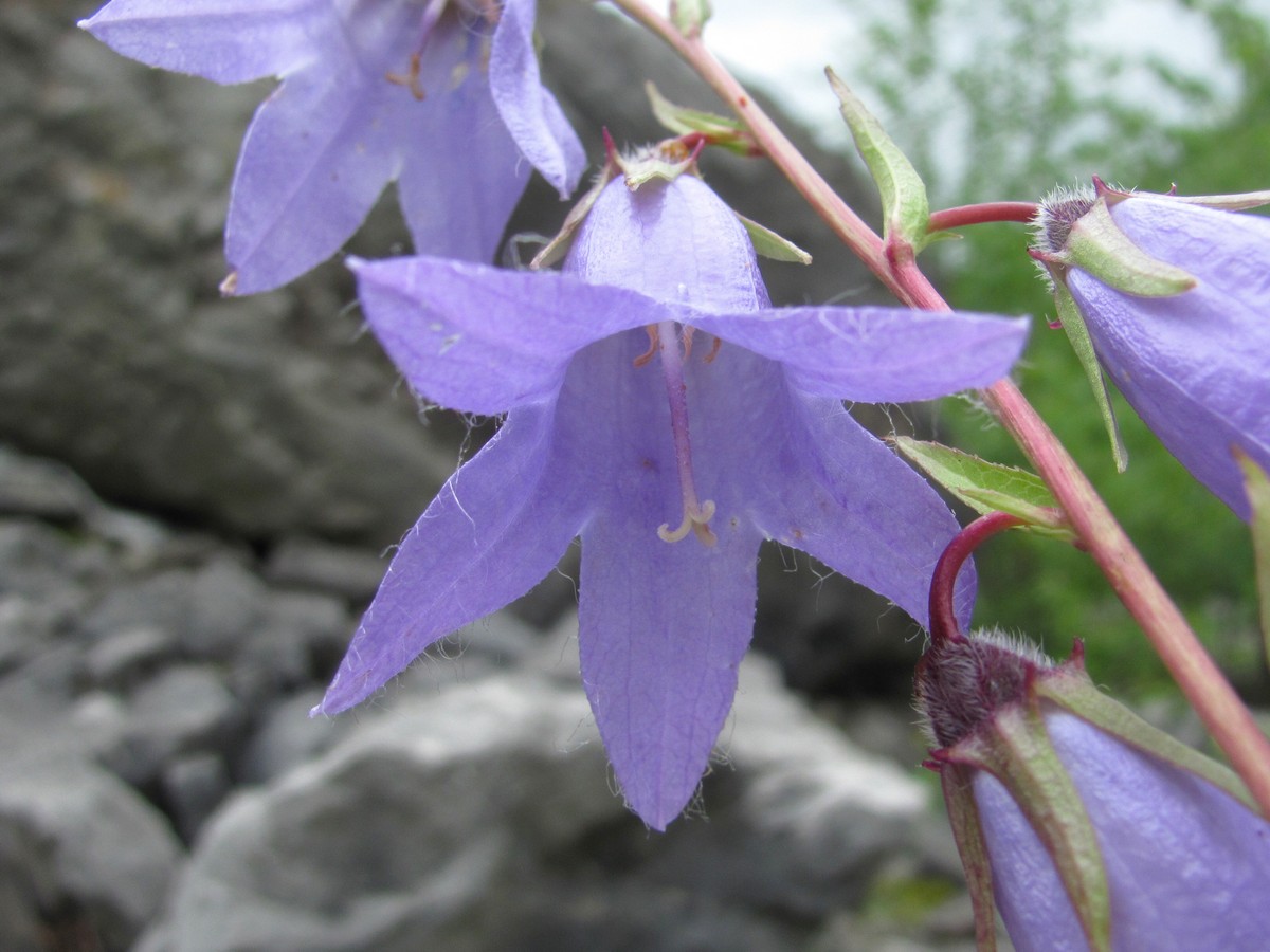 Image of Campanula sarmatica specimen.