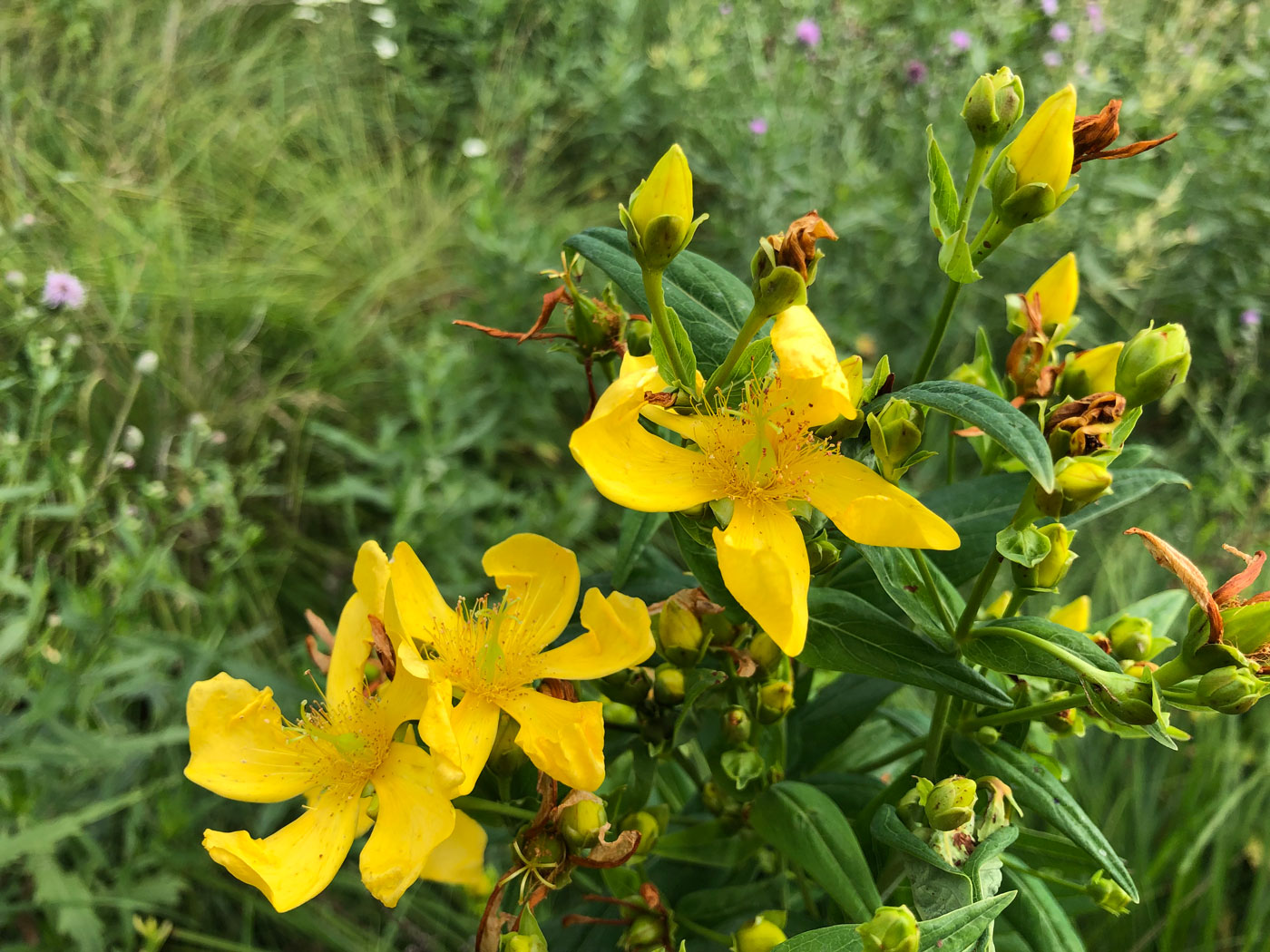 Image of Hypericum ascyron specimen.