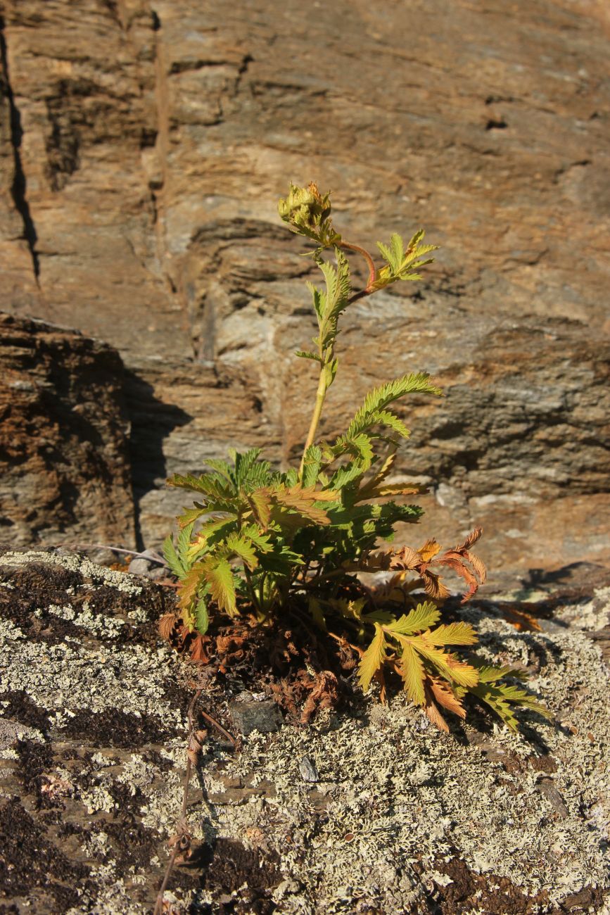 Изображение особи Potentilla longifolia.