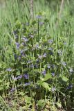 Glechoma hederacea