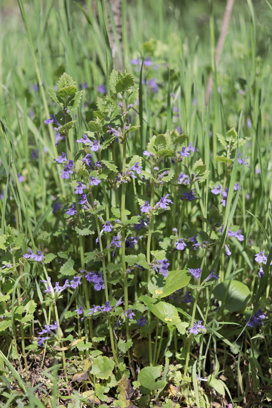 Изображение особи Glechoma hederacea.