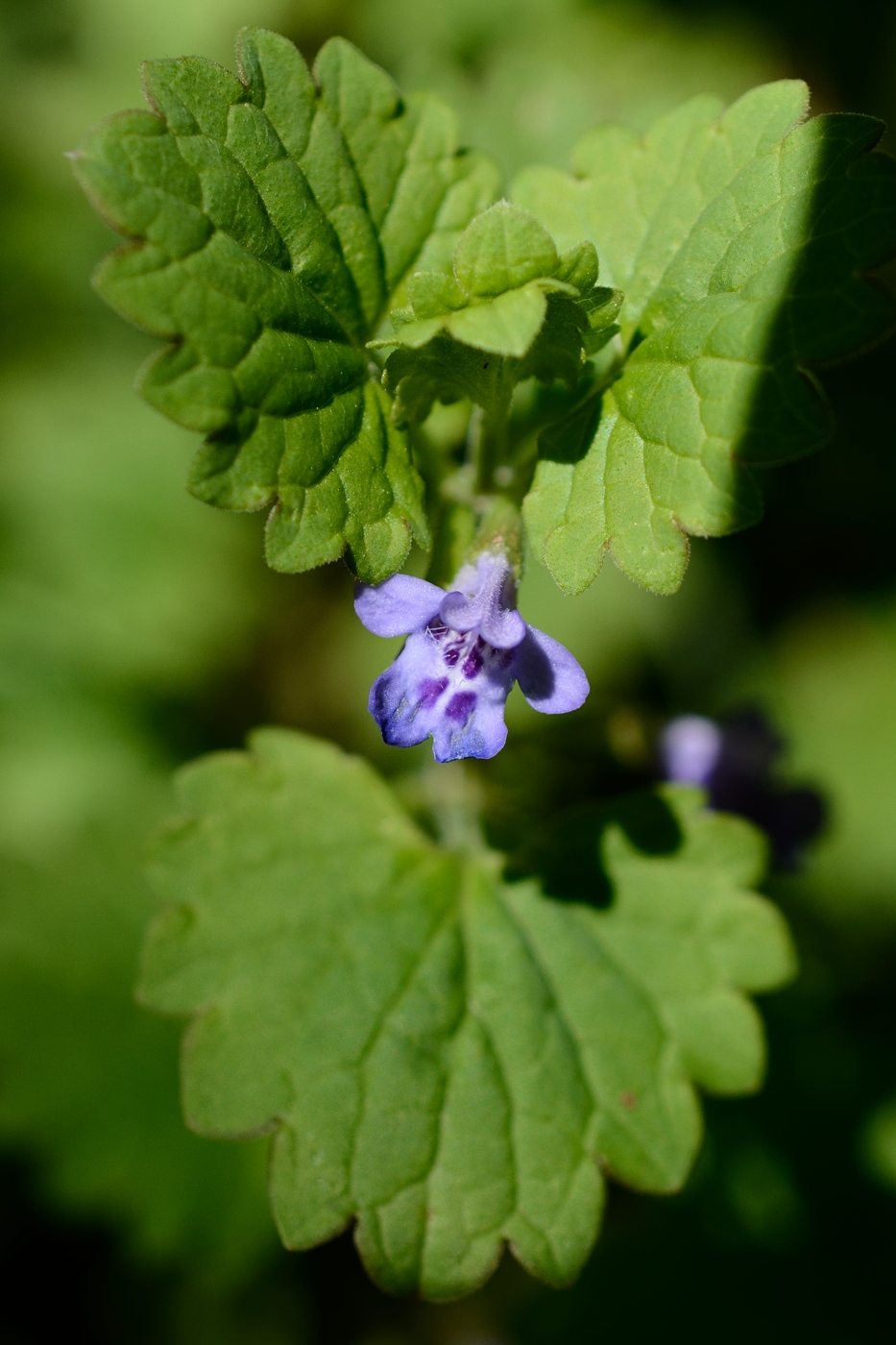 Изображение особи Glechoma hederacea.