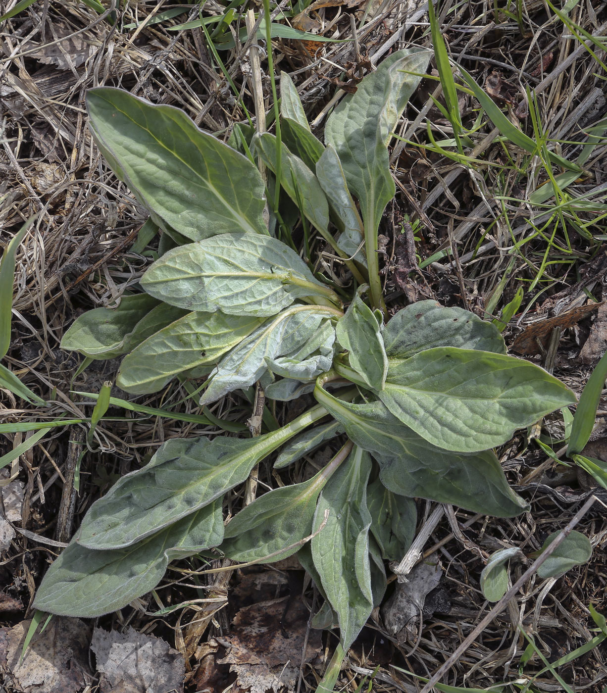 Изображение особи Cynoglossum officinale.